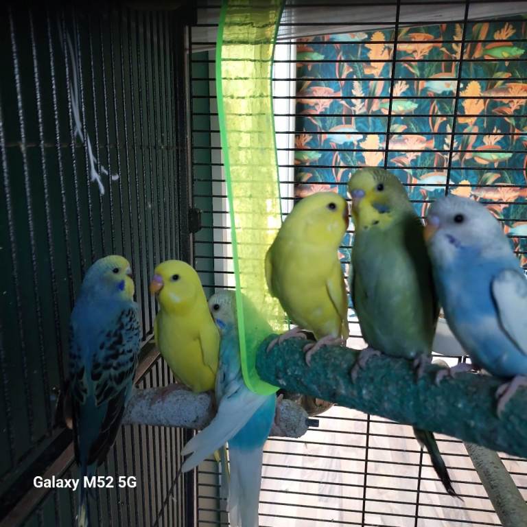 Gorgeous baby budgies 