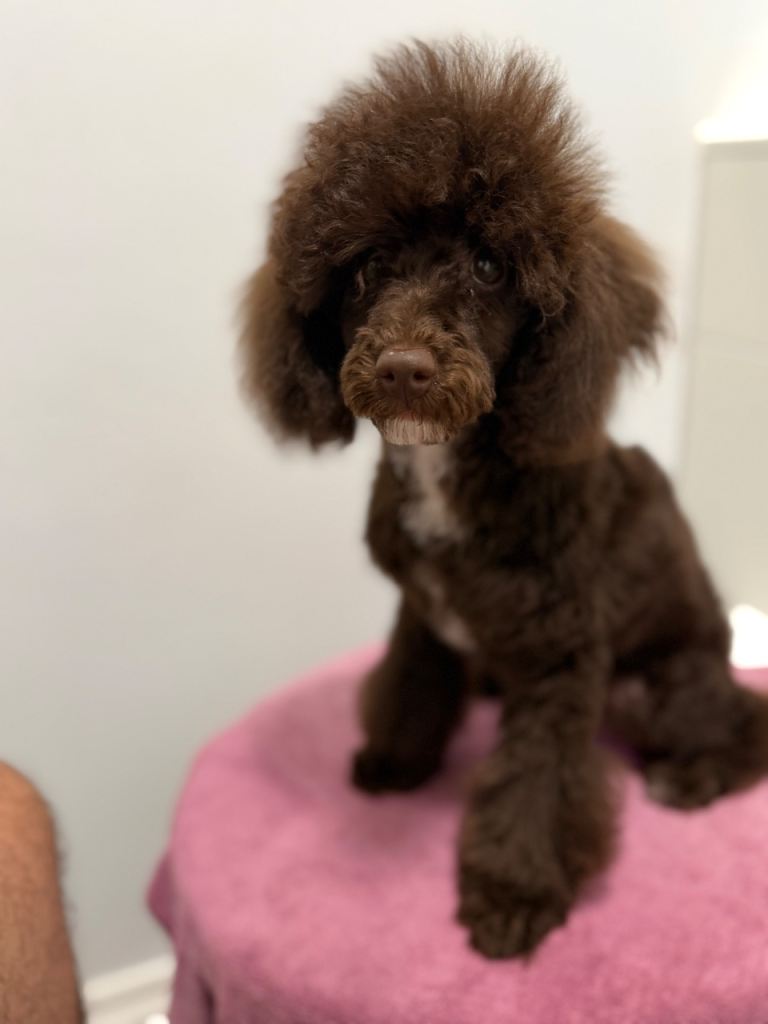 Poodle Female 