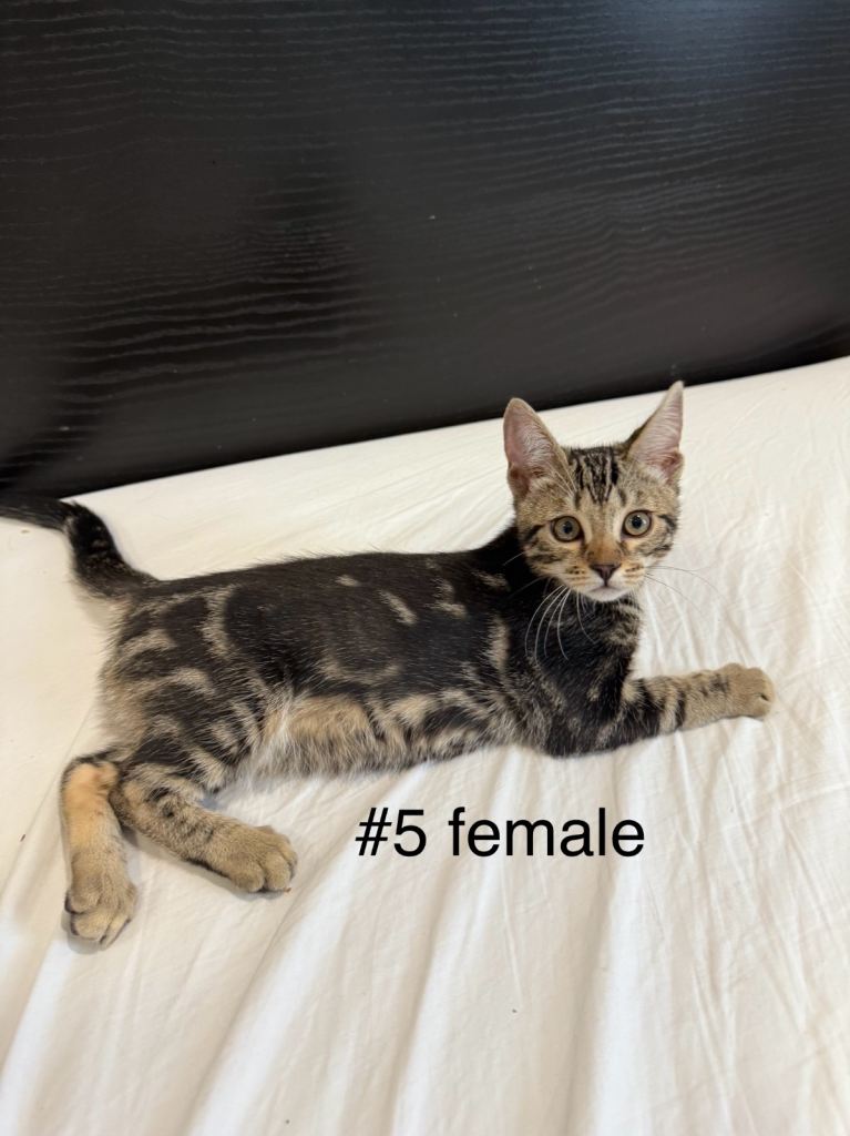 Mix Bengal kittens 