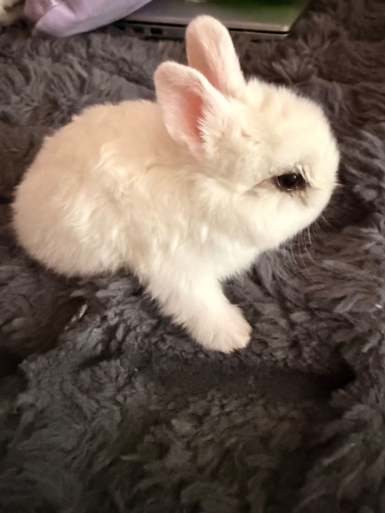 2 baby bunnies looking for home