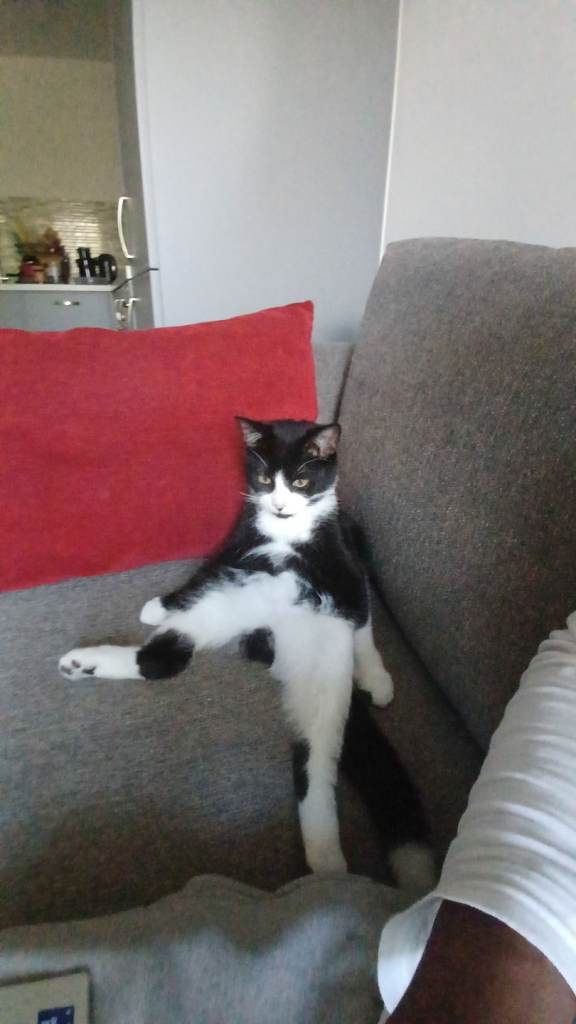 Loving Home Wanted for a 6-Month-Old Kitten
