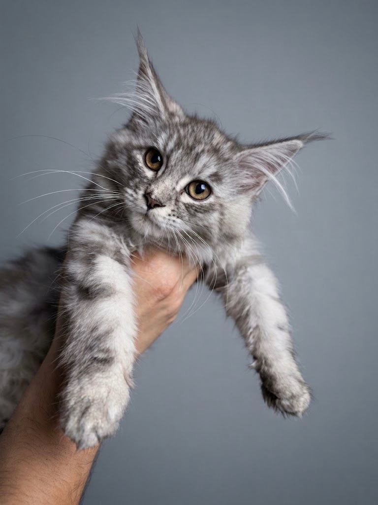 Active TICA Black silver Maine Coon female