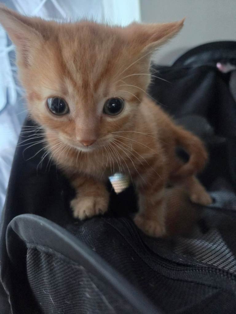 Kitten ready to go to good home 