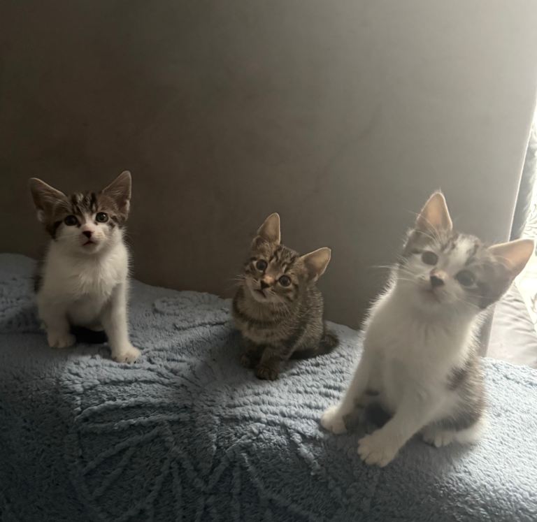 3 Kittens for sale 