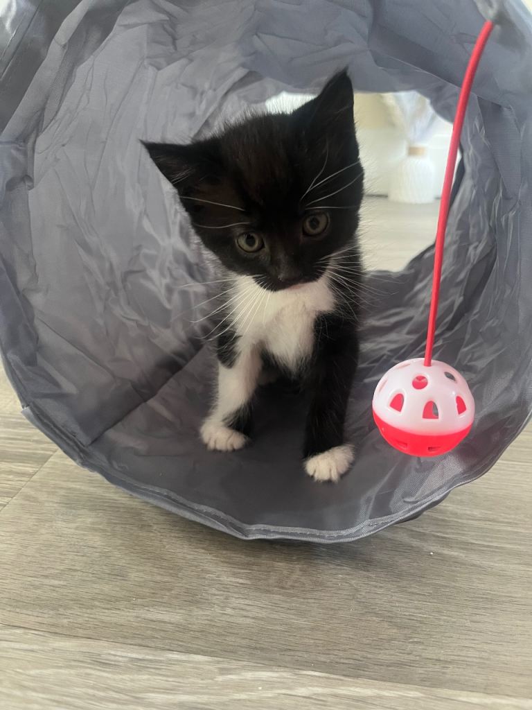Kittens 10 weeks old, being viewed Saturday if he’s not found his home I’ll be in contact with u all