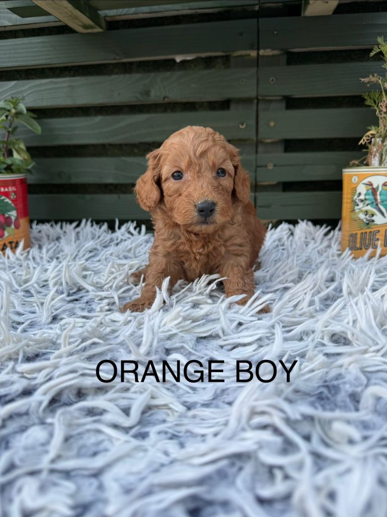 F1b cockapoo puppies
