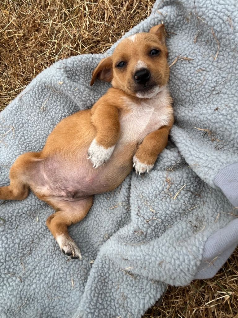 Jack Russells cross dachshund 