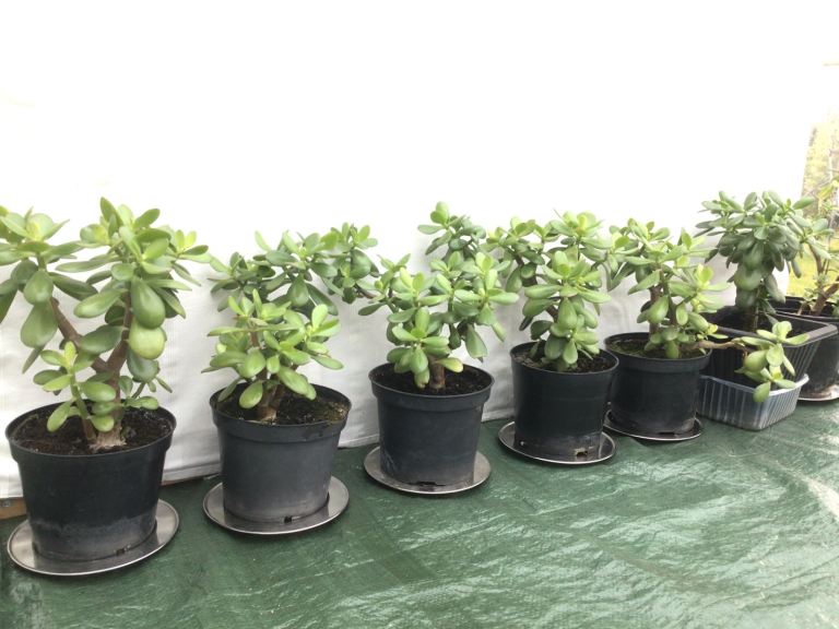 image for HEALTHY MONEY TREES  **  ONLY £5 EACH   ** 16 INCH HIGH ** 