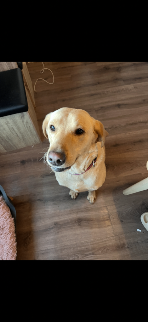 Skye – KC Registered 3-Year-Old Labrador Retriever Seeking a Loving Home