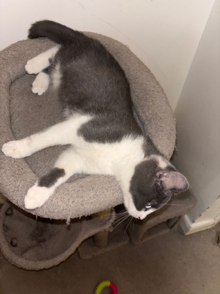 BSH & Domestic B&W shorthair 