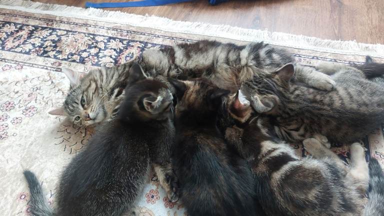 Cats
