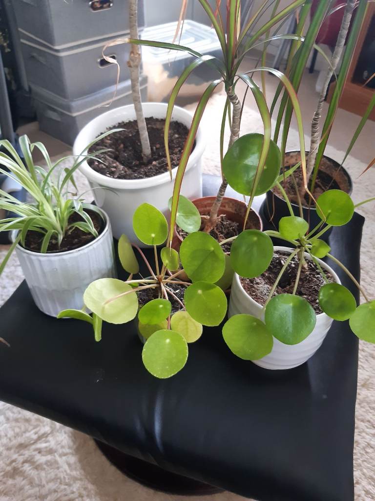 FREE - ISH House Plants in Need of Love 