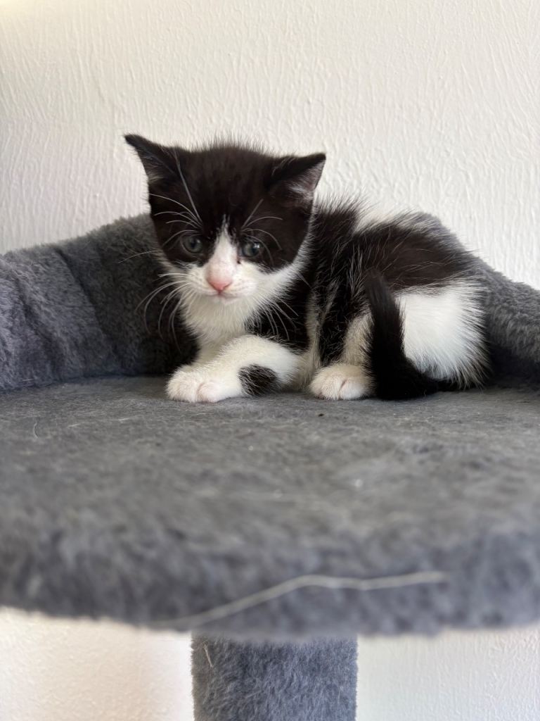 2 kittens mixed litter 