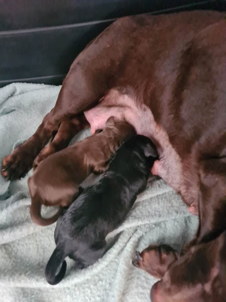 DoxiePoo Girls