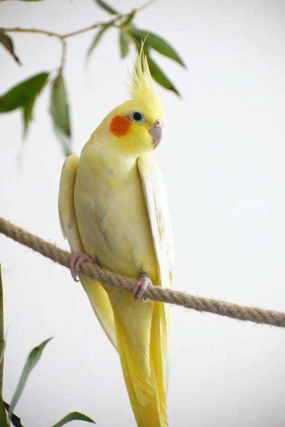 Cockatiel birds with cage can deliver