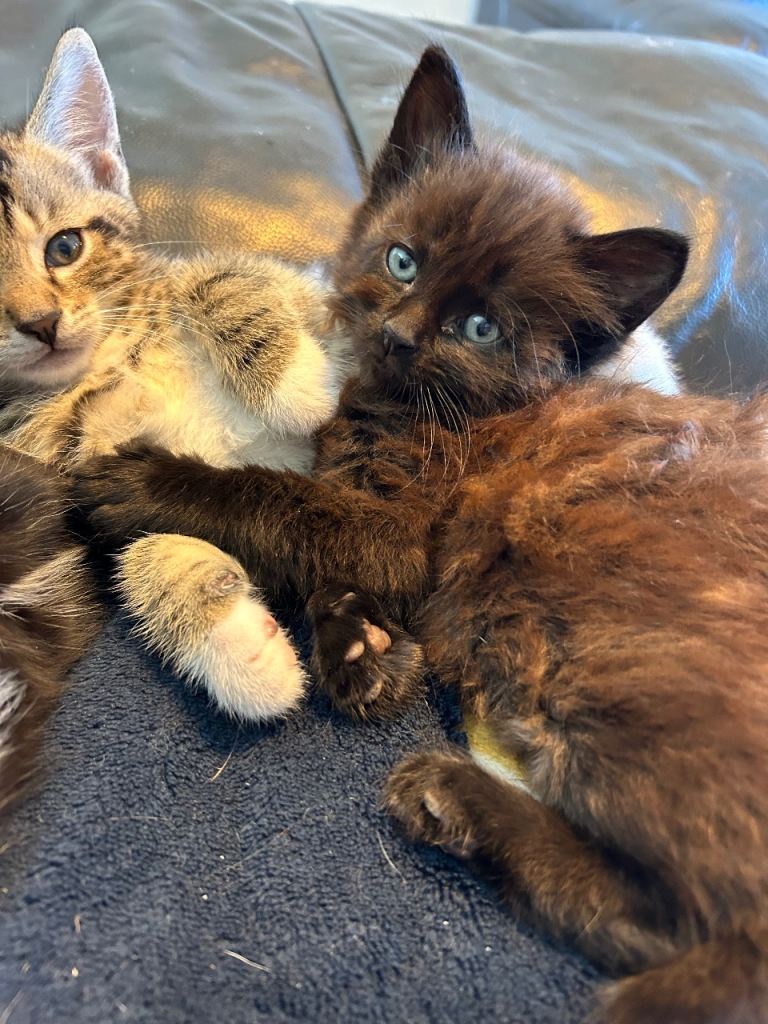 Kittens 