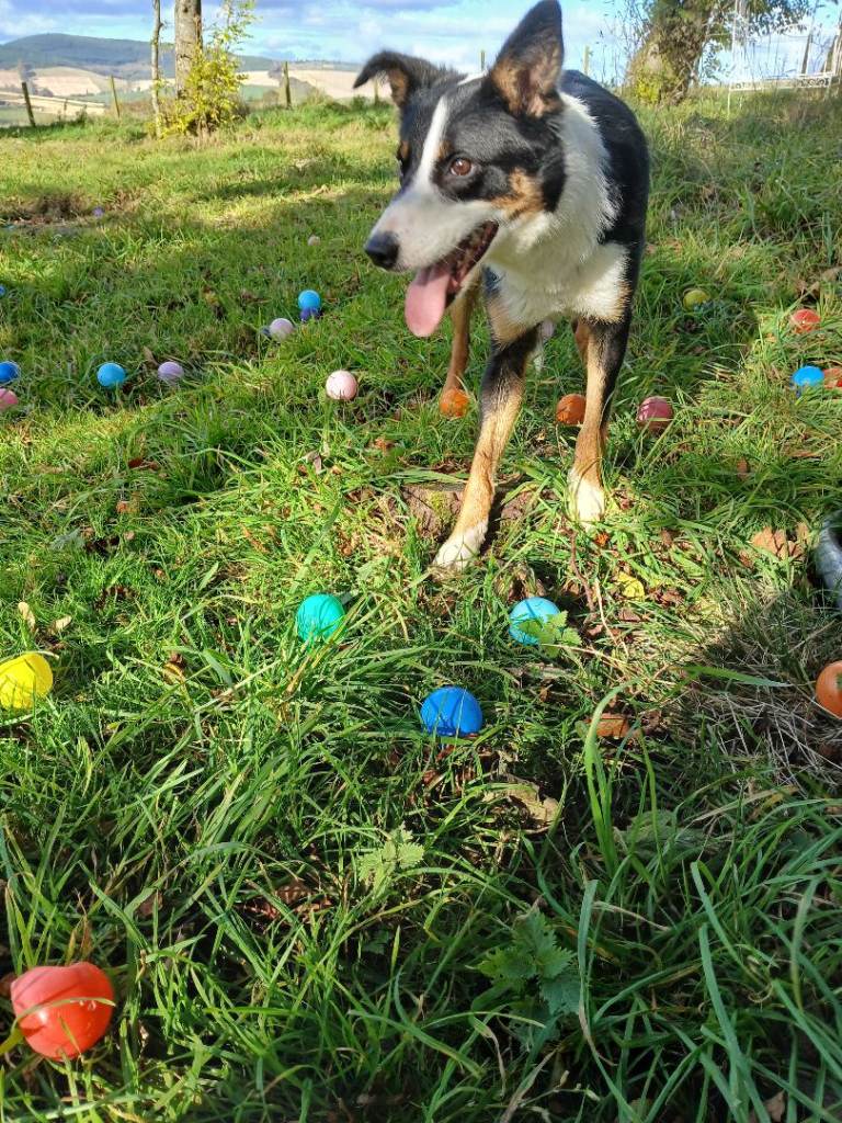🐾 Loving Home Wanted for Our Beautiful Border Collie Girl 🐾 | in Huntly ...