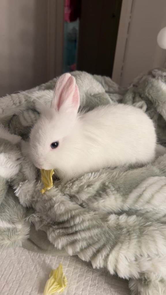 Lion head dwarf bunnie
