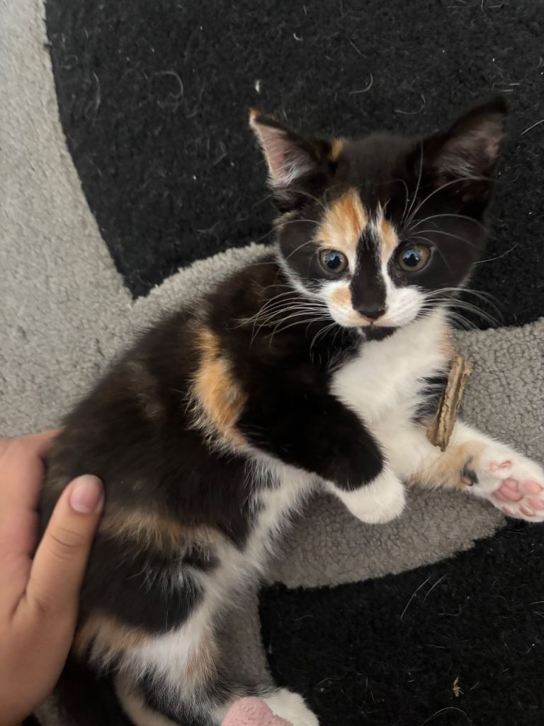 2 KITTENS FLUFFY 