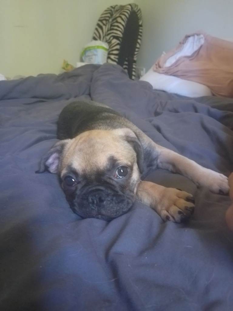 1 frug for sale female 8 month old