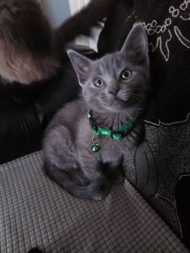 Ragdoll X kittens ready this week