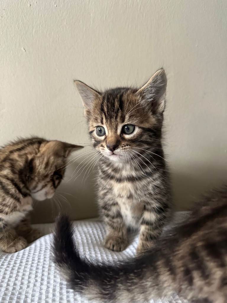 Male Beautiful Cross-Breed Bengal Kitten