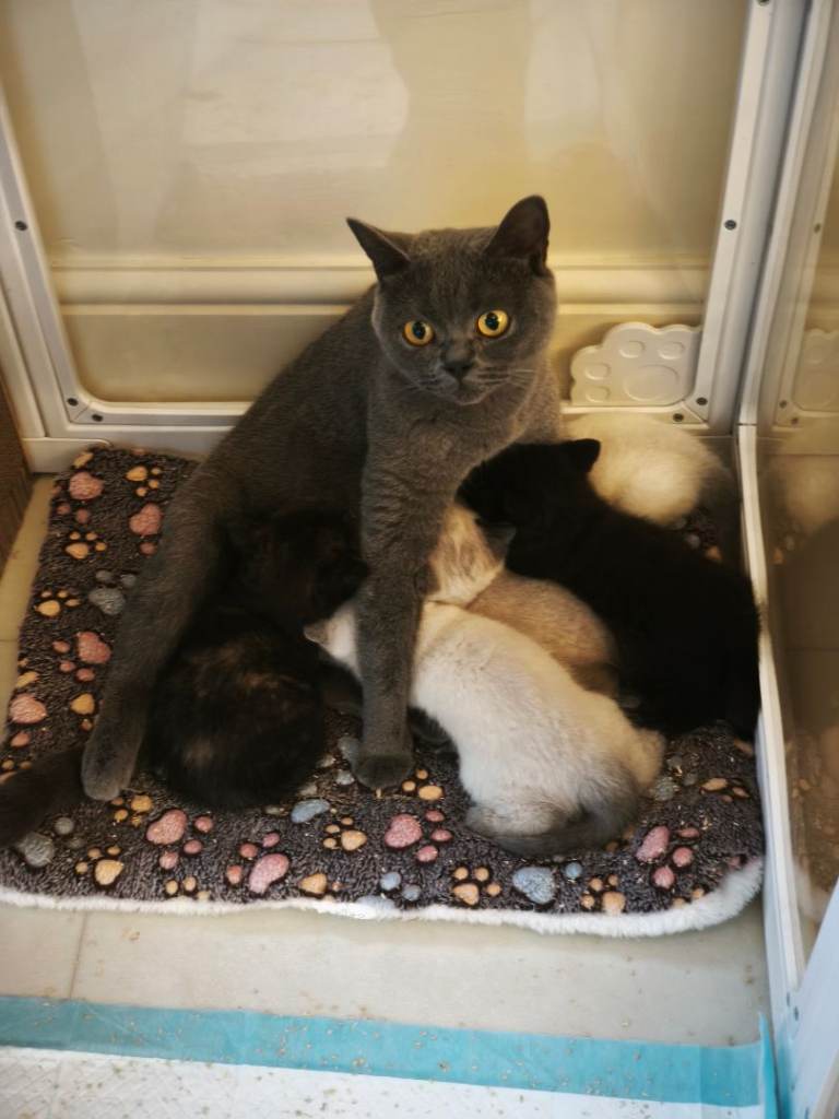 British Shorthair Kittens 