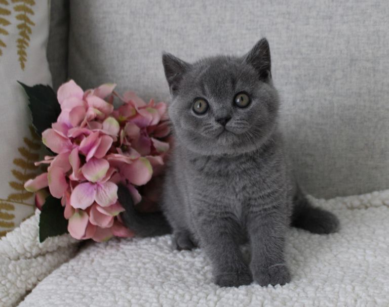 British Shorthair & Longhair Kitten – Champion Sired 