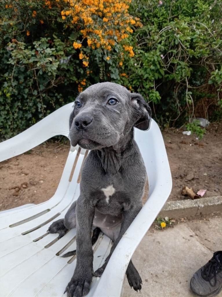 Puppies for sale purebred cane corso pups. 