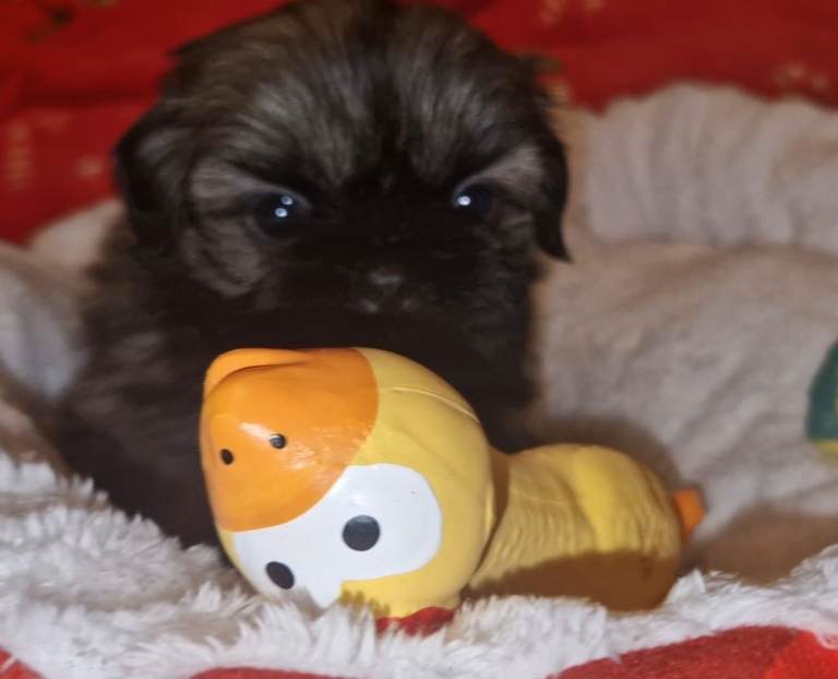 Imperial Shih tzu- Two Beautiful girls left ❤️ 