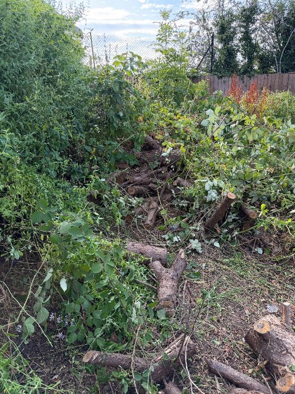 Large Pile of Cut Logs and Branches 