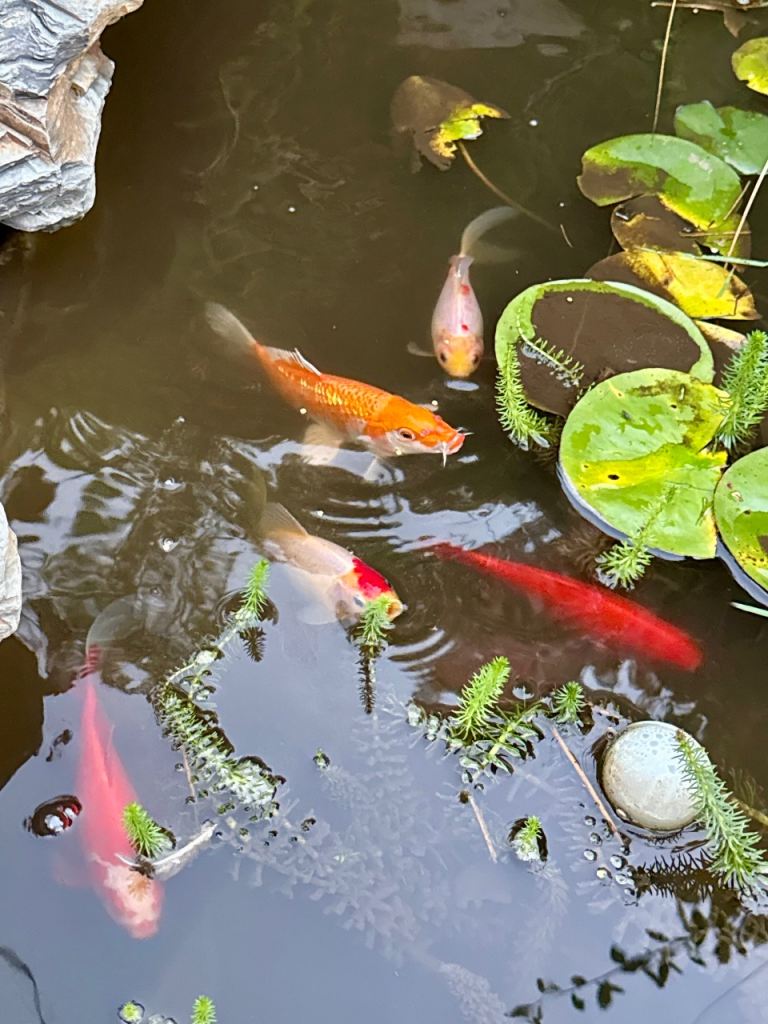 🐟 5 KOI CARP FOR SALE – GUILDFORD