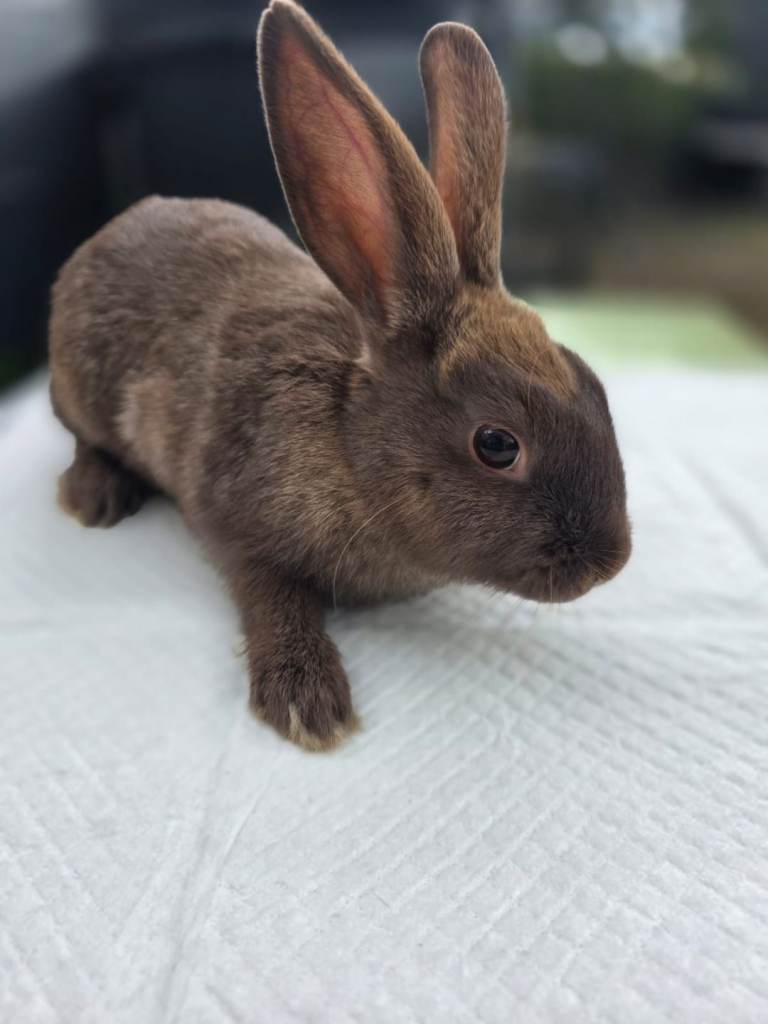 Baby rabbits