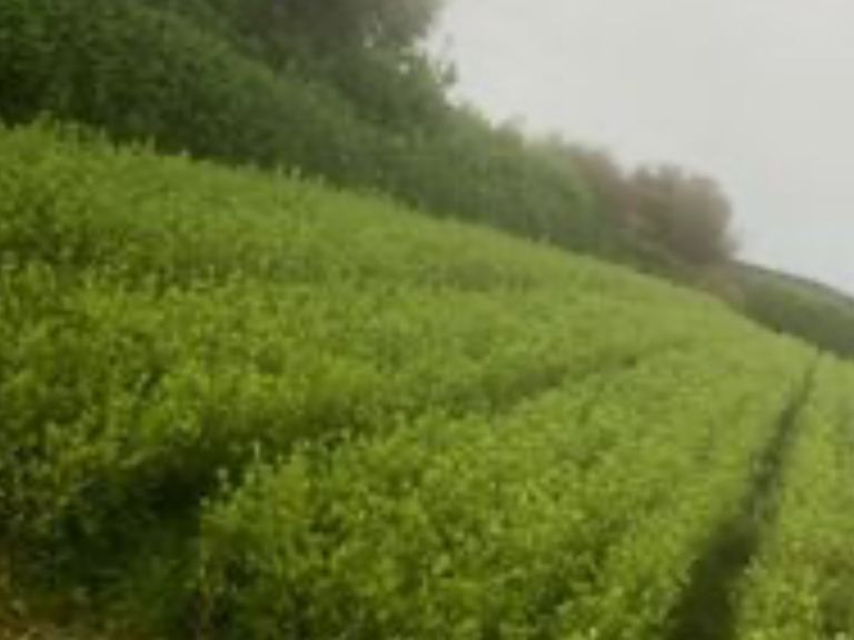 GRISELINIA HEDGING PLANTS.   10/12 ins. £1-20