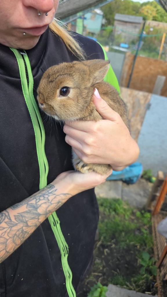 Netherland dwarf boy kit for sale 