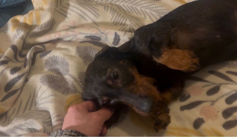 Male wire haired dachshund for sale 