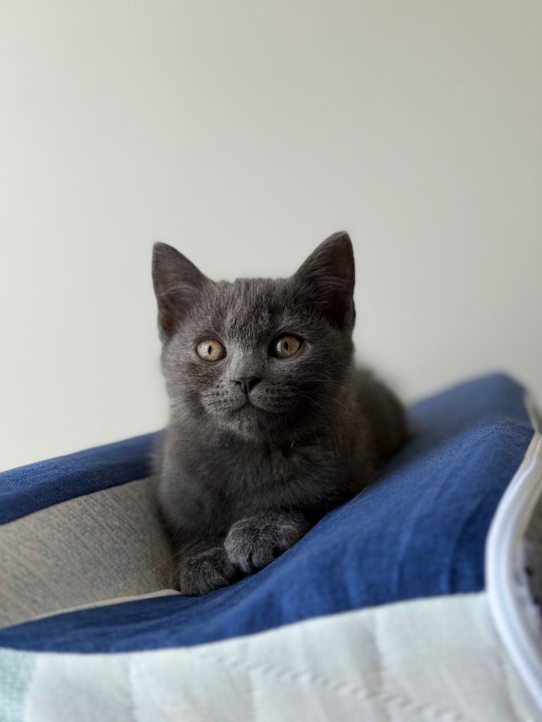 Cutie kitty 