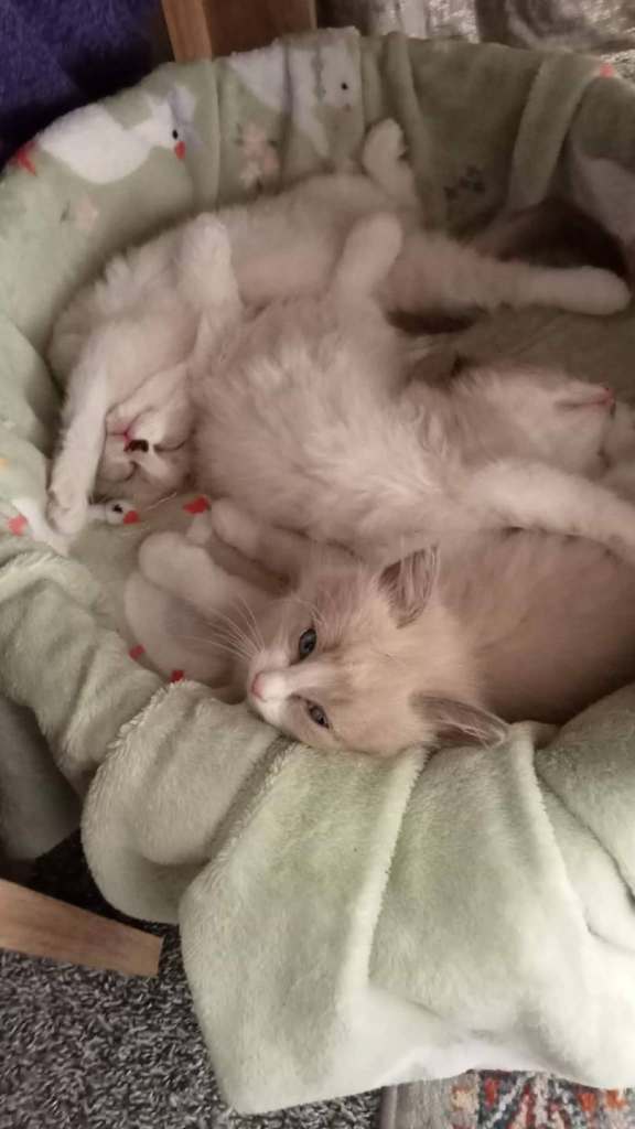 Ragdoll Kittens