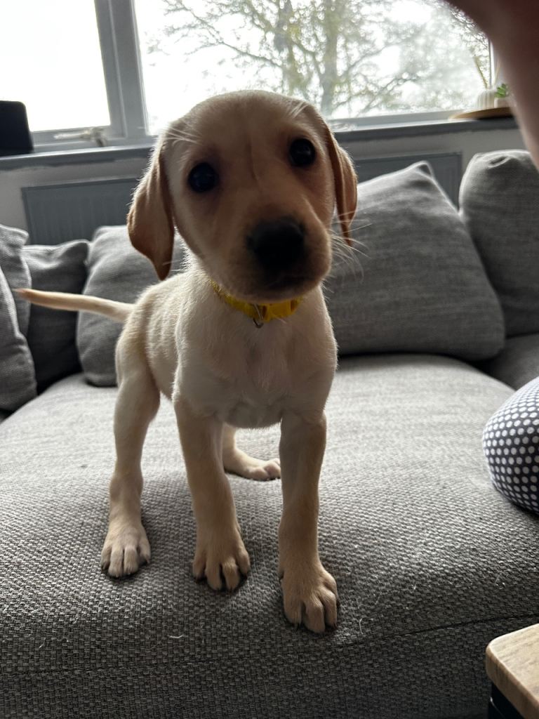 🐾 ready to leave now. 8 Adorable Labrador Puppies Looking for Their Forever Homes🐾