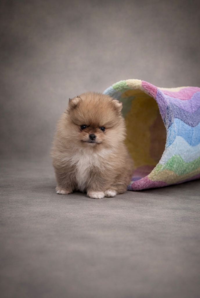 🔥Cute Quality Pomeranians 