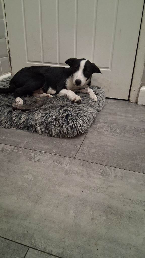 Boarder collie