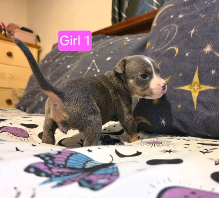 Staffordshire Bull Terrier Puppies - Female and Male