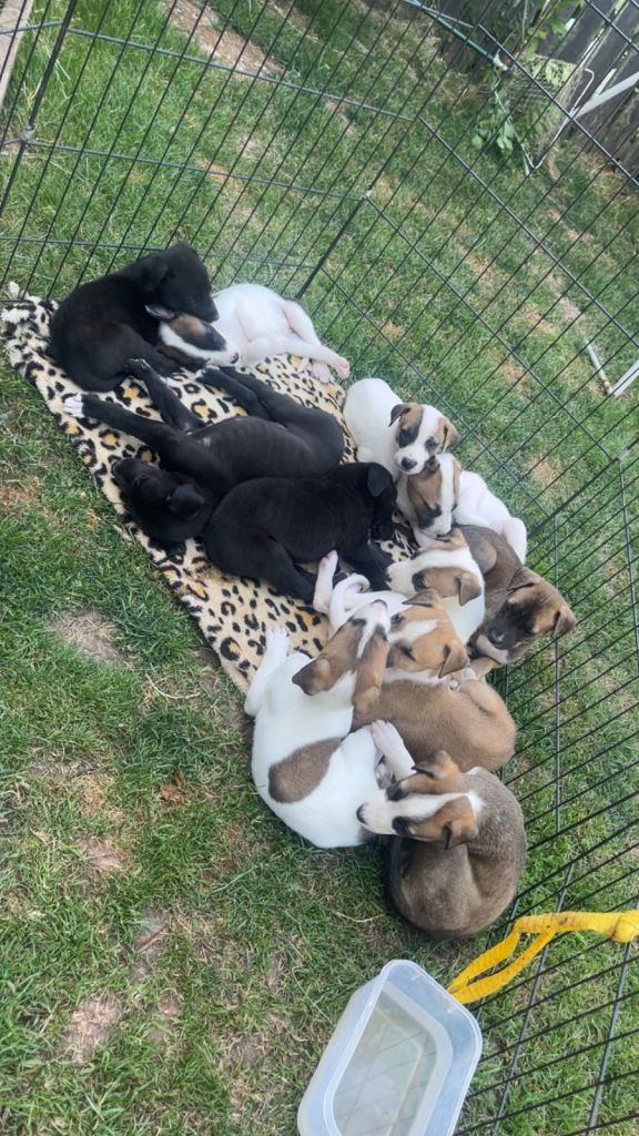 Lurcher pups 