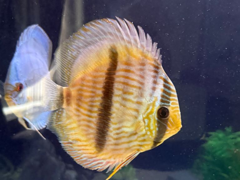 Heckle x discus fish