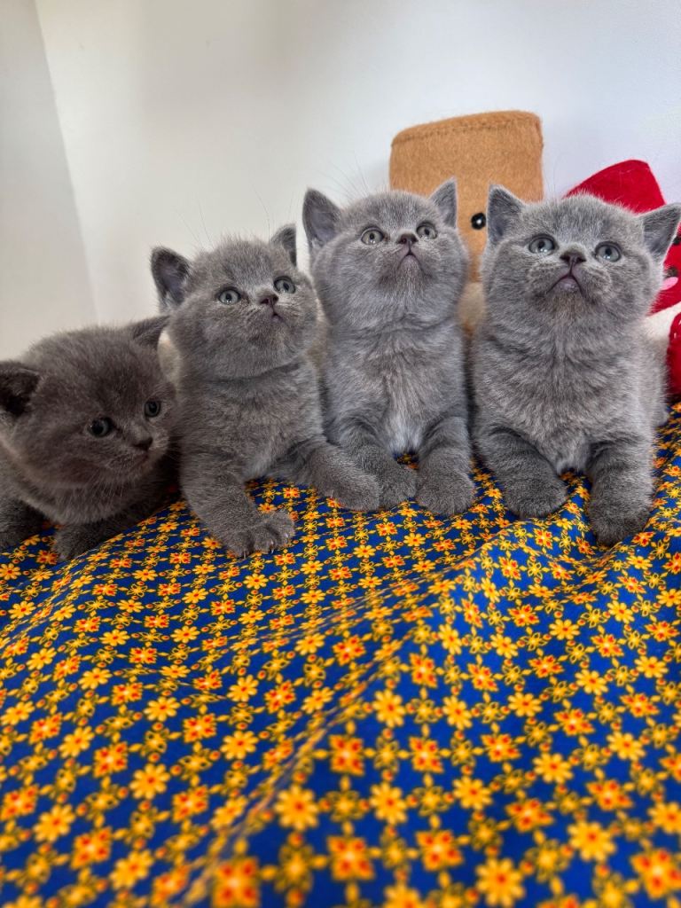 British shorthair Kittens