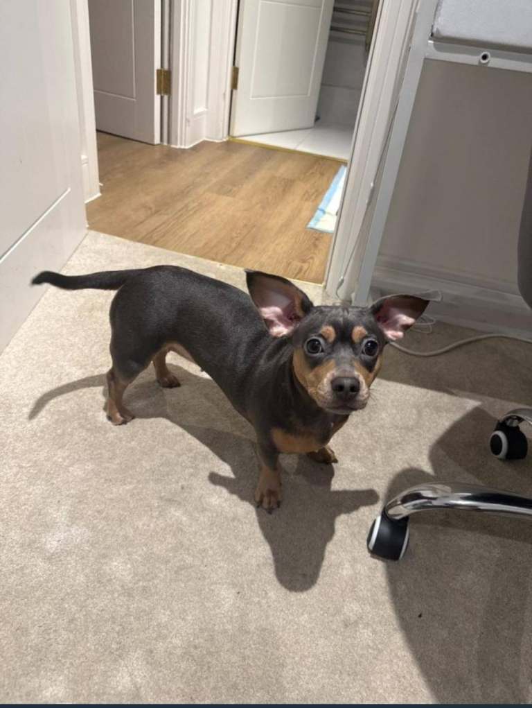 French bulldog + Dachound cross playful loving girl 