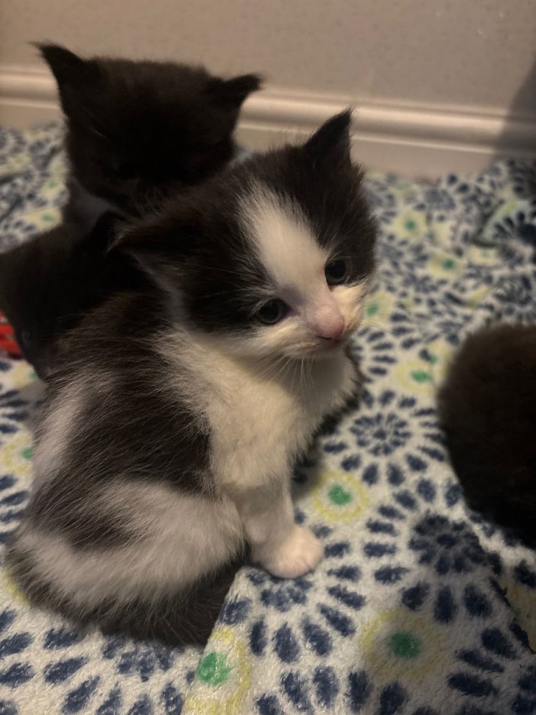 Cats for sale!