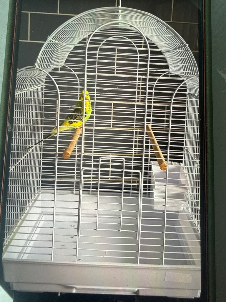 Baby budgies and new cage 