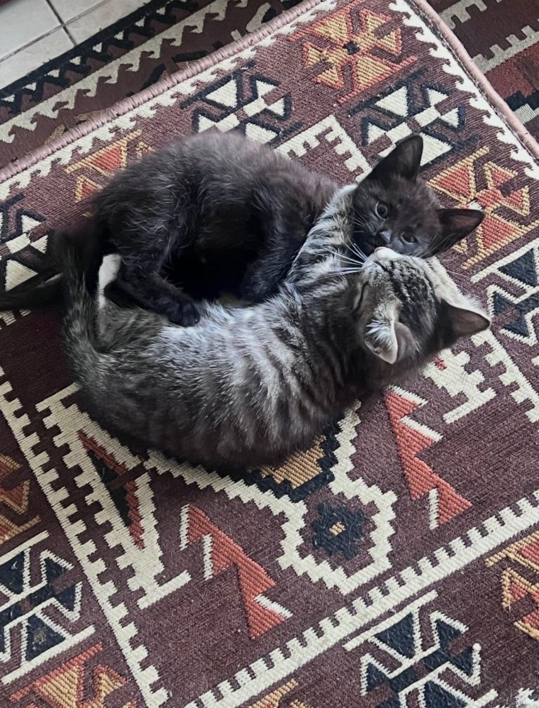 Kittens x2 