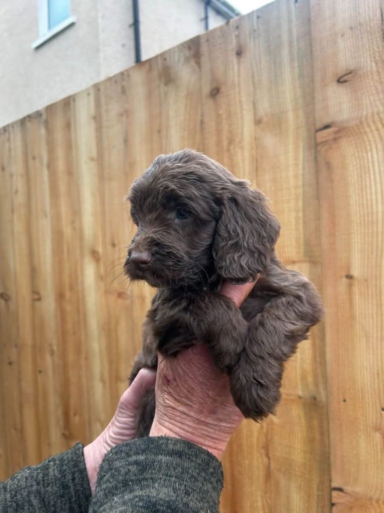 Sproodle puppies 